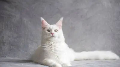 8 zabavnih činjenica o maine coon mačkama koje vjerojatno niste znali