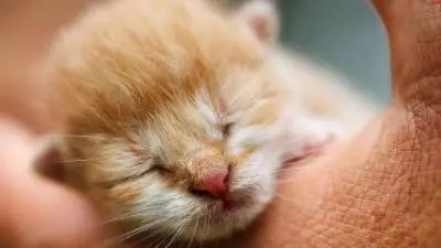 When Do Kittens Open Their Eyes For The First Time?