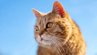 Arthritis in Cats: Causes, Diagnosis & Treatment