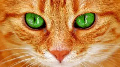 9 najboljih mačaka sa zelenim očima