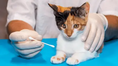 Ringworm in Cats | Symptoms, Diagnosis & Treatment