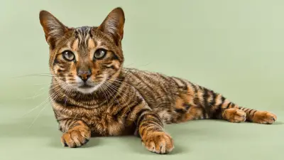 Toyger: Breed Info and Care Guide