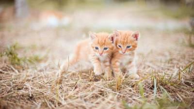 Fading Kitten Syndrome - Causes, Signs & Treatment