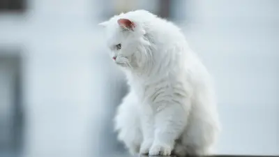 10 najboljih pasmina bijelih mačaka