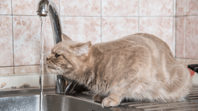6 razloga zašto mačke mrze vodu