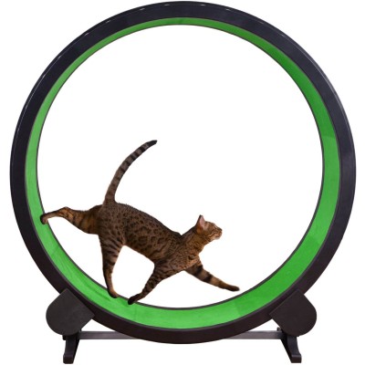 One Fast Cat Exercise Wheel