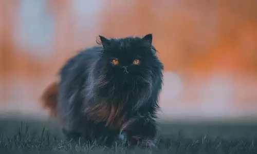 Perzijska mačka