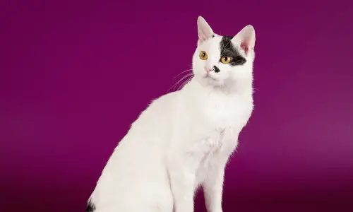 Japanski bobteil