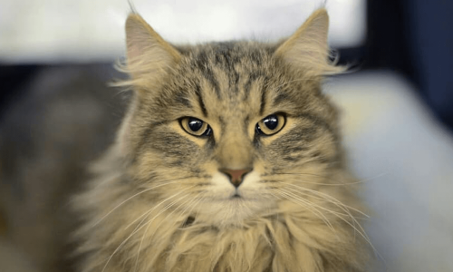 Karelian Bobtail