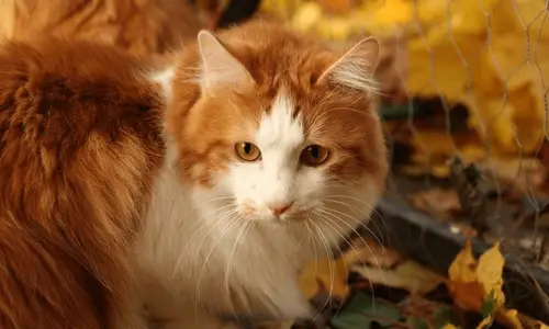 Kurilian Bobtail