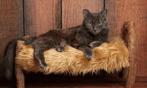 Nebelung