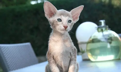 Orijentalna kratkodlaka mačka