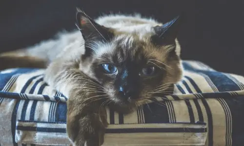 Ragdoll