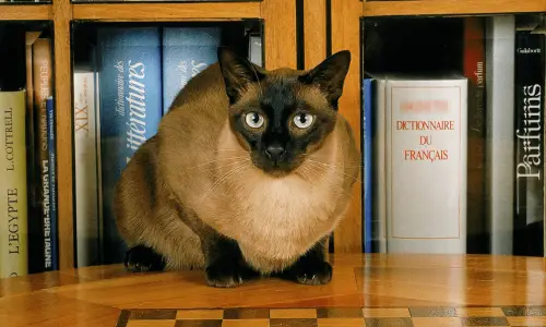 Tonkinese