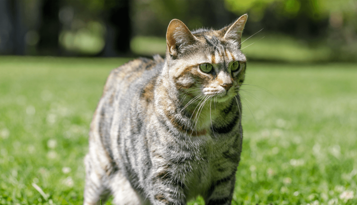 American Bobtail