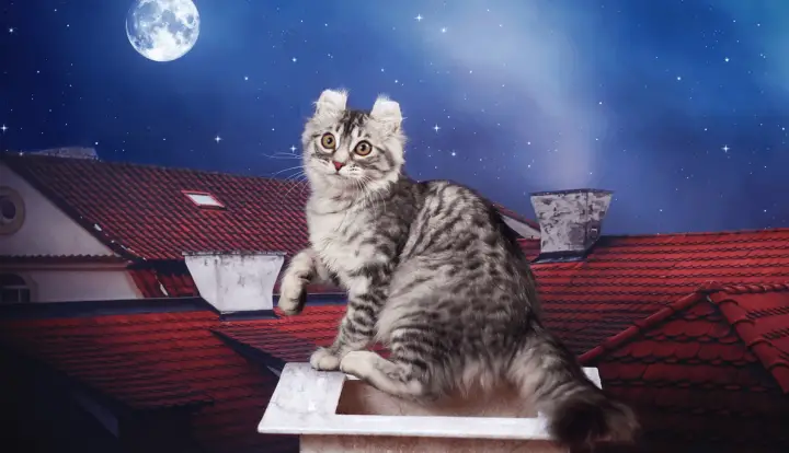 American Curl