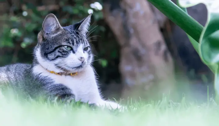 American Wirehair