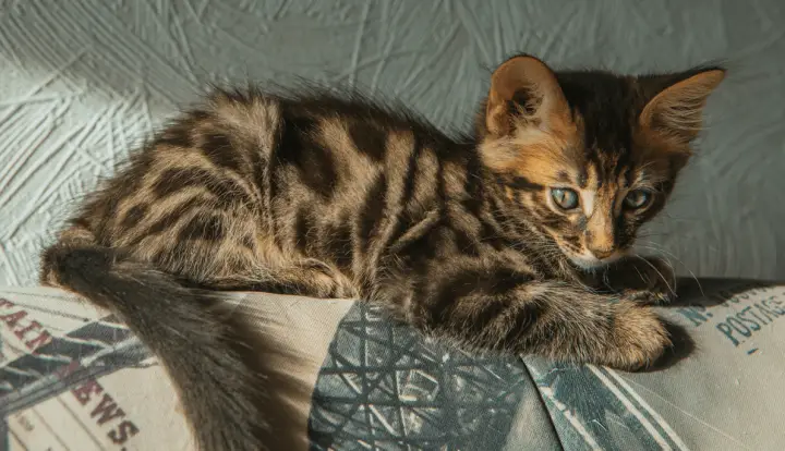 Bengalska dugodlaka mačka