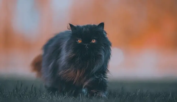 Perzijska mačka