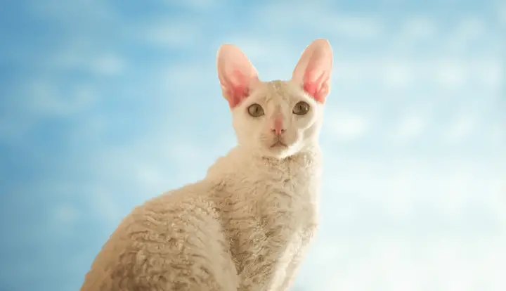 Cornish Rex
