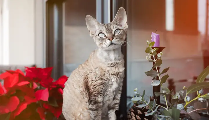 Devon Rex