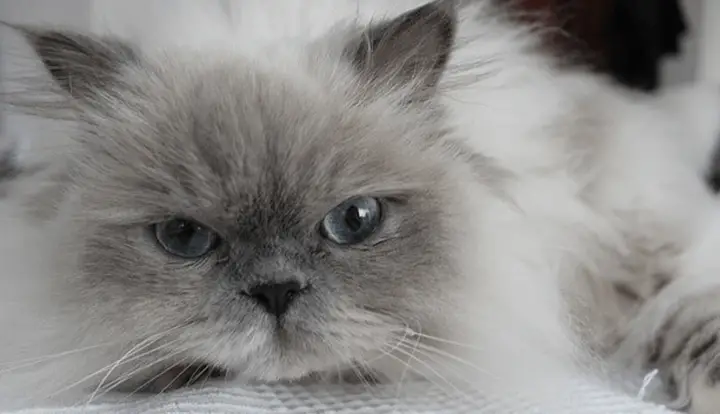 Himalayan