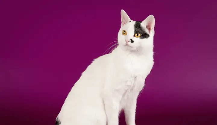 Japanese Bobtail