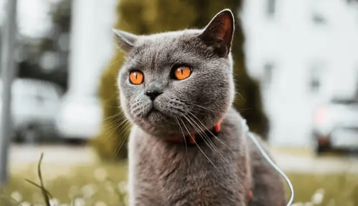 Korat mačka