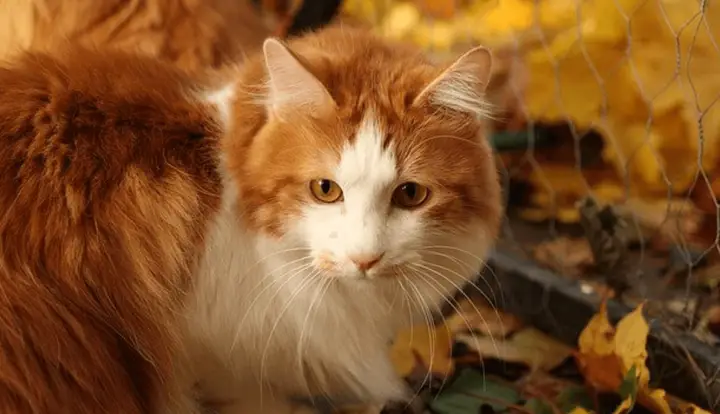 Kurilian Bobtail