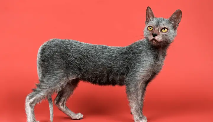 Lykoi
