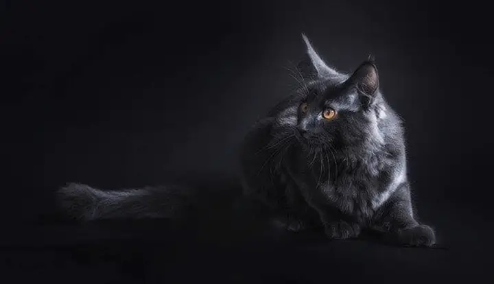 Maine coon