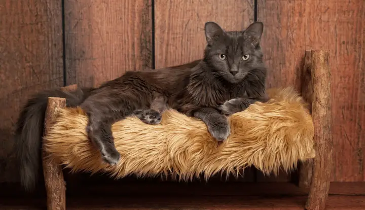 Nebelung
