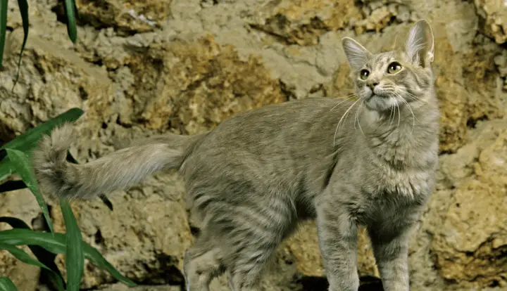Oriental Longhair