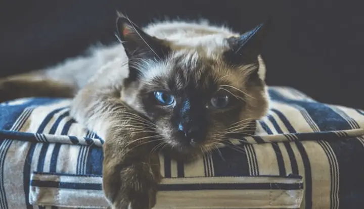 Ragdoll