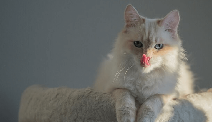Birman