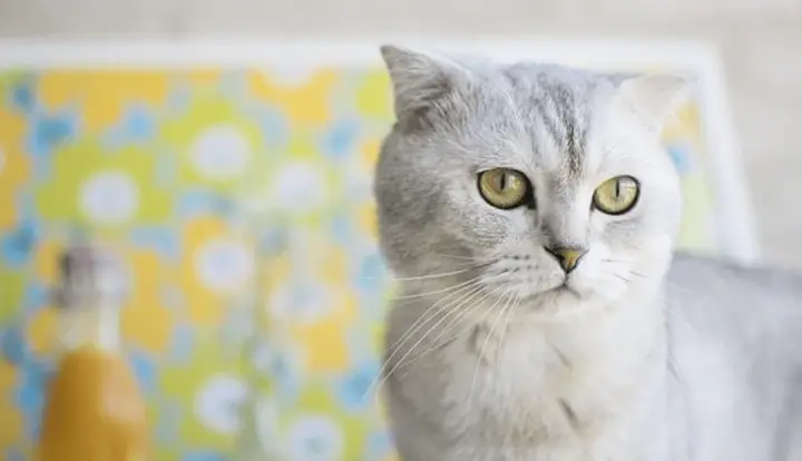 Scottish Fold