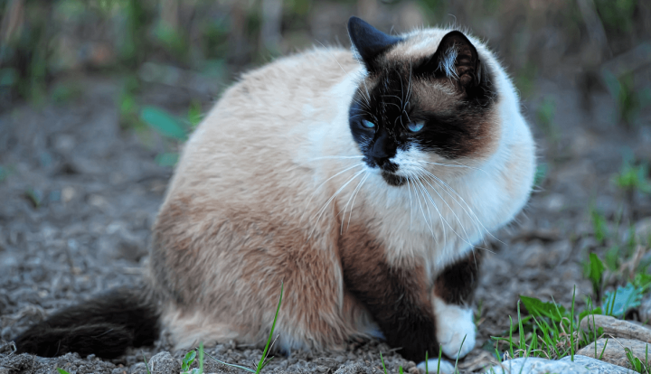Snowshoe