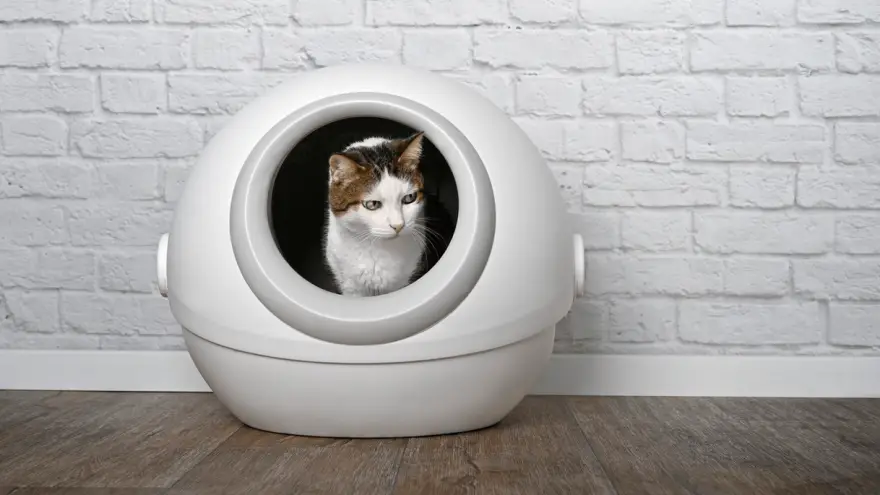 The 5 Best Automatic Cat Litter Boxes in 2022