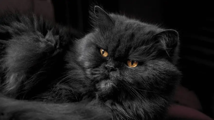 10 Amazing Black Cat Breeds