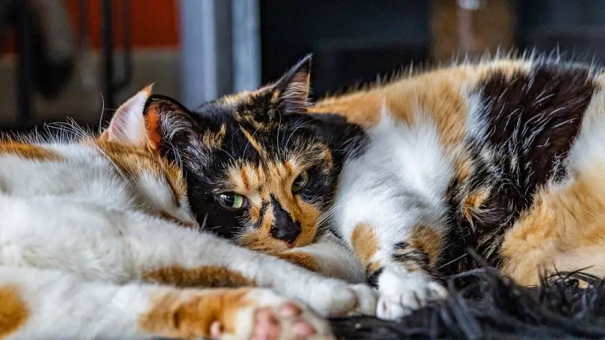 Calico Cat - What is it and How to Spot One?