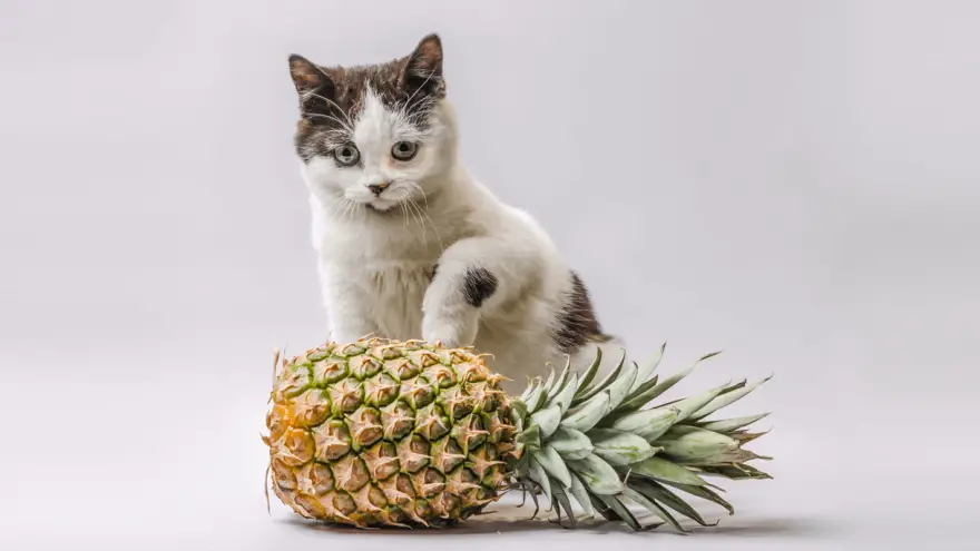 Mogu li mačke jesti ananas - prednosti i potencijalni rizici