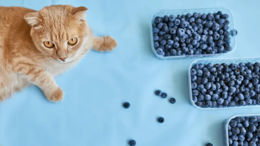 Blueberries & Cats - Should They Mix?