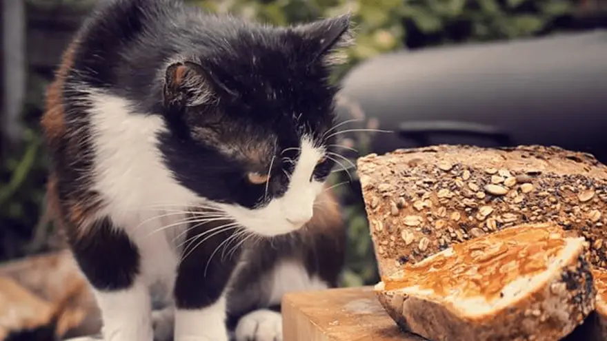 Can You Give Bread to Your Cat? Is It Safe?