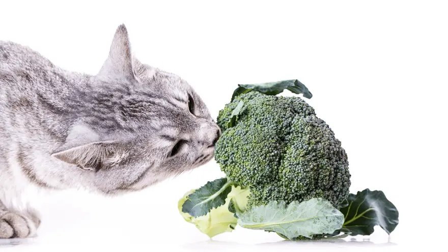 Here Is Why You Should Share Broccoli With Your Cat
