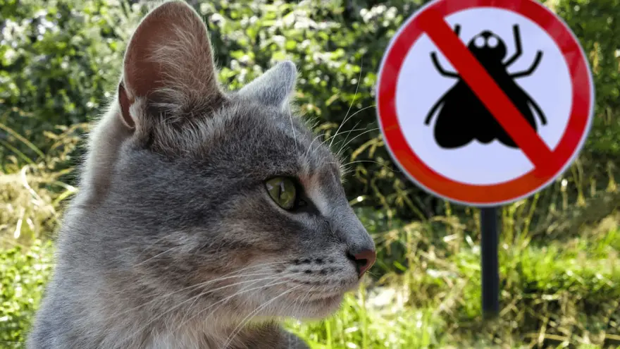 Should You Allow Your Cat To Catch & Eat Bugs?