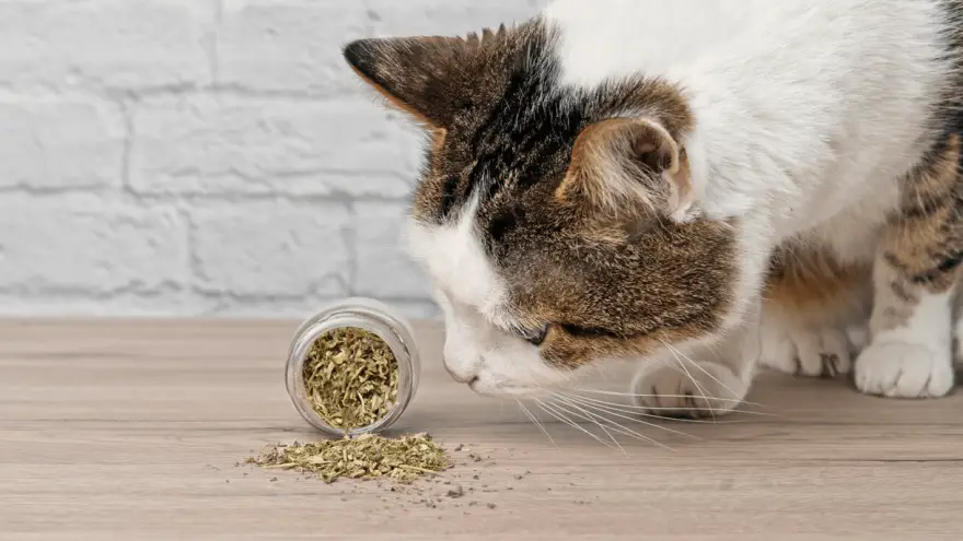 What Does Catnip Do to Cats?
