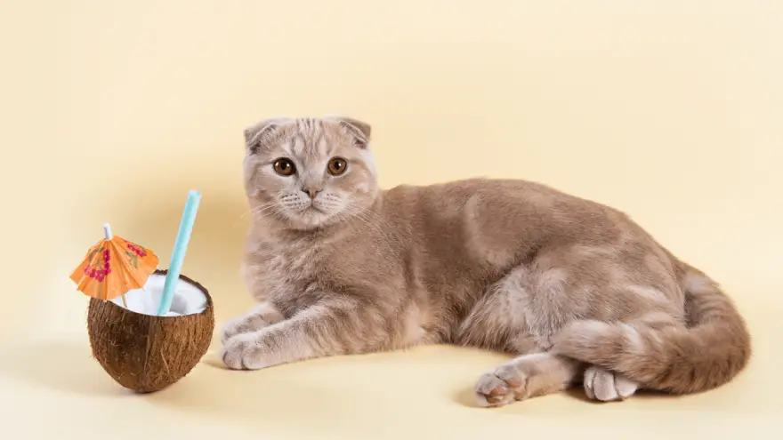 Can I Share Coconut With My Cat?