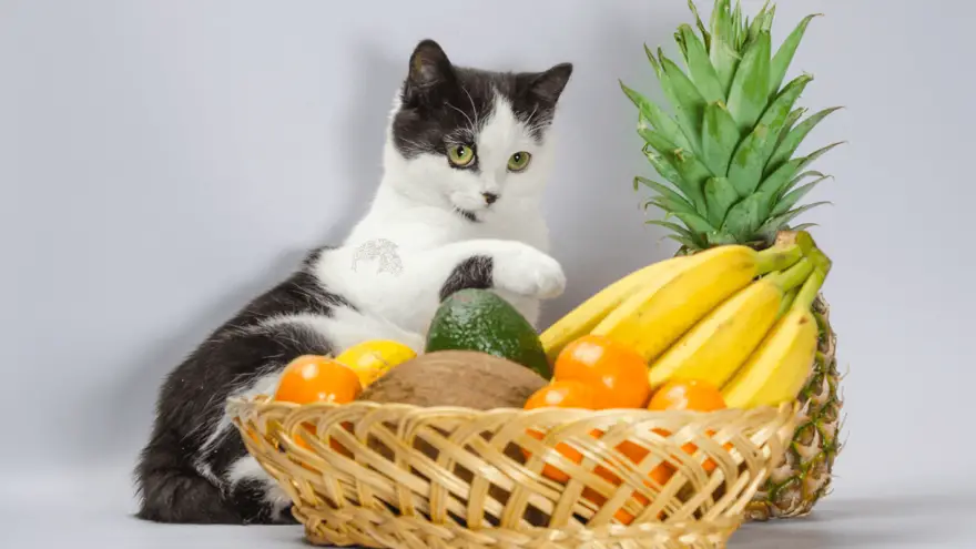 What Human Foods Can Cats Eat? List of 24 Safe Human Foods
