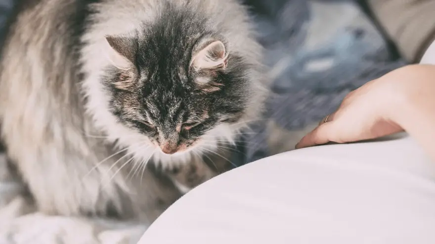 5 Tips to Deal With Cat Allergies