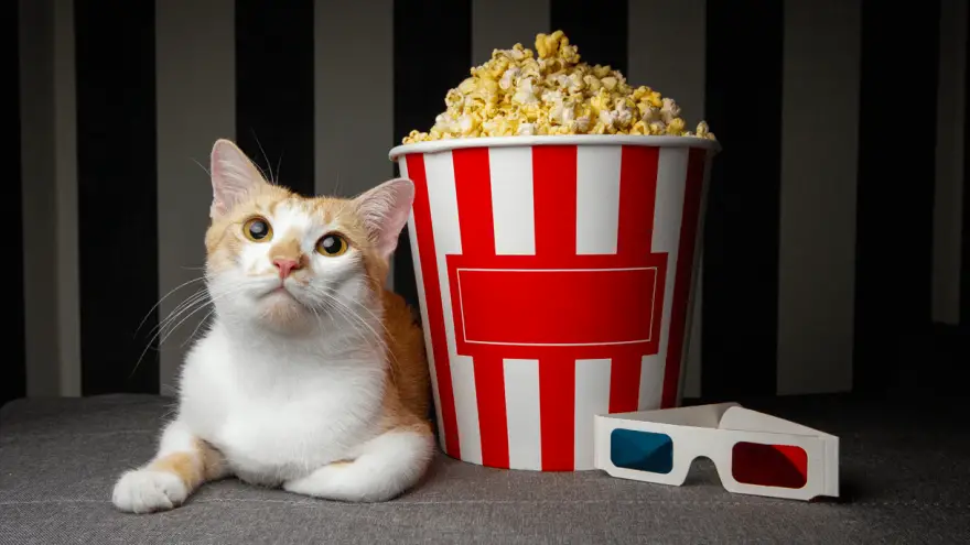 Why You Should Consider Sharing A Popcorn With Your Cat?